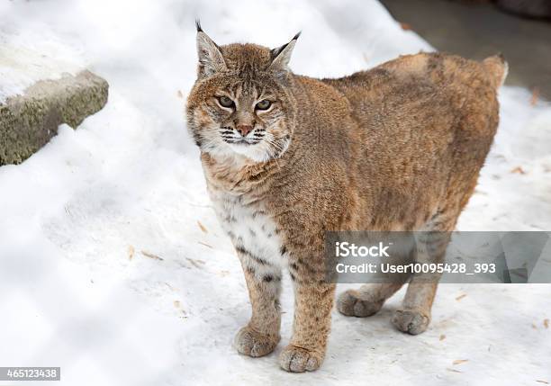 Red Lynx Or Bobcat Stock Photo - Download Image Now - 2015, Animal, Animal  Body Part - iStock