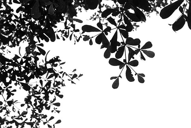 istock Abstract pattern from silhouettes of leaves 465123896