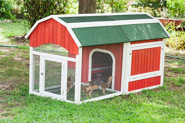 istock Baby Chicks in a Chicken Coop 465123946