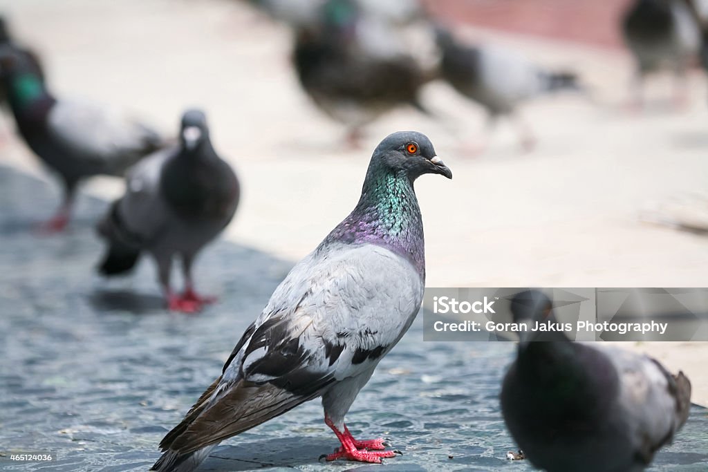 Pigeons One pigeon in a group of pigeons standing on the concrete floor of a street. 2015 Stock Photo