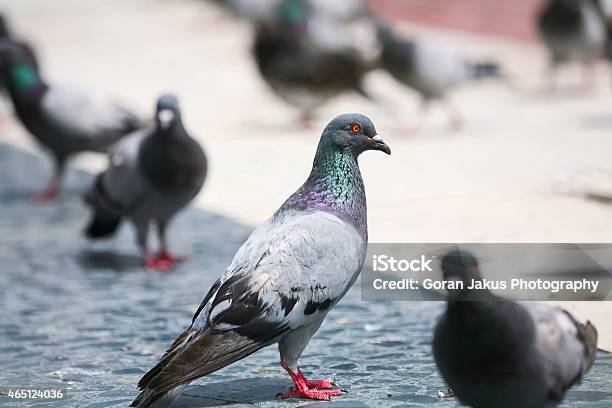 Pigeons Stock Photo - Download Image Now - 2015, Animal, Bird