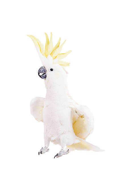 istock Sulphur-crested Cockatoo, isolated on white 465125544