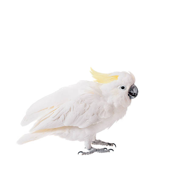 istock Sulphur-crested Cockatoo, isolated on white 465125550