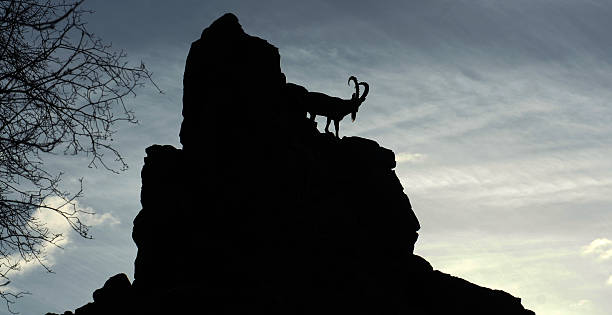 istock Wild mountain goat on the rock 465125675