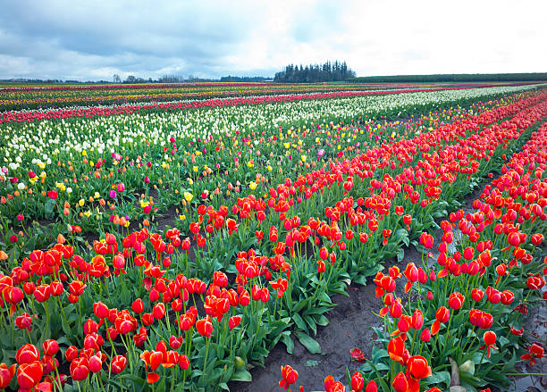 istock Red, white and multicolored tulips in a field 465126688