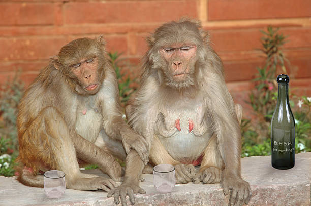 4,737 Two Monkeys Stock Photos, Pictures & Royalty-Free Images - iStock | Cow, Two animals, Lion 4,737 Two Monkeys Stock Photos, Pictures & Royalty-Free Images - iStock | Cow, Two animals, Lion