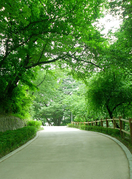 istock concrete road trough the forest 465127918