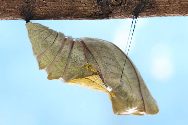 beautiful Monarch chrysalis on tree , butterfly, background