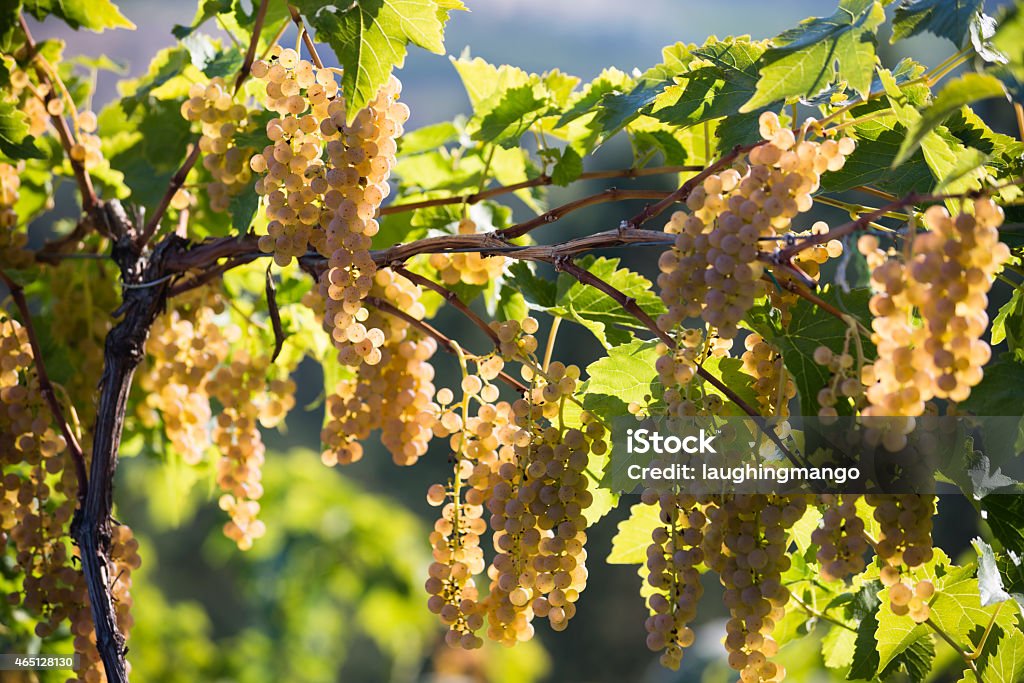 Organic Vidal Blanc Grapes Vidal Blanc grapes on the vine. This hybrid grape is often called Vidal. 2015 Stock Photo