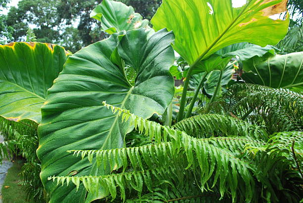 istock Lush Green Tropical Foliage. 465128458