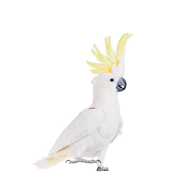 Sulphur-crested Cockatoo, isolated on white Sulphur-crested Cockatoo, Cacatua galerita, isolated over white background sulphur crested cockatoo photos stock pictures, royalty-free photos & images