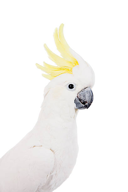 istock Sulphur-crested Cockatoo, isolated on white 465128714