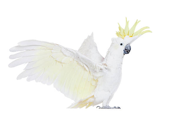 istock Sulphur-crested Cockatoo, isolated on white 465128716