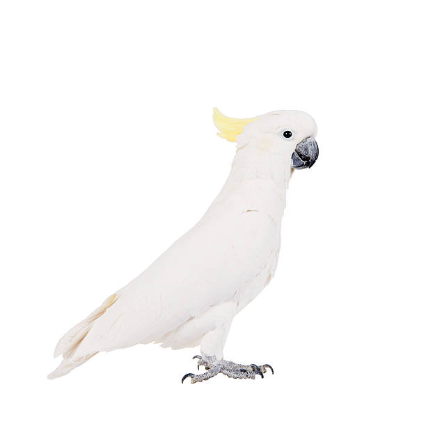 istock Sulphur-crested Cockatoo, isolated on white 465128720