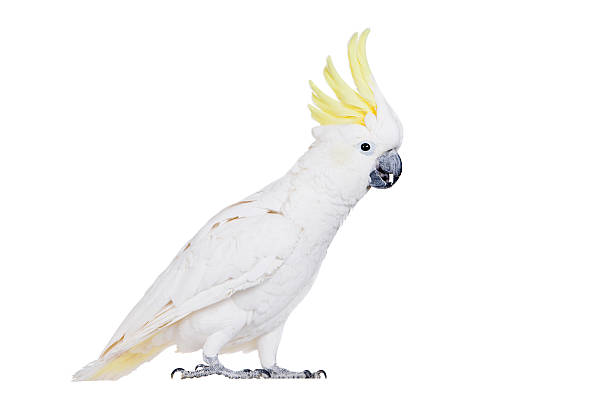 istock Sulphur-crested Cockatoo, isolated on white 465128722