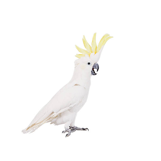 istock Sulphur-crested Cockatoo, isolated on white 465128724