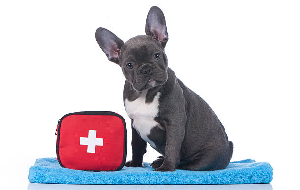 istock French bulldog with first aid kit 465129330