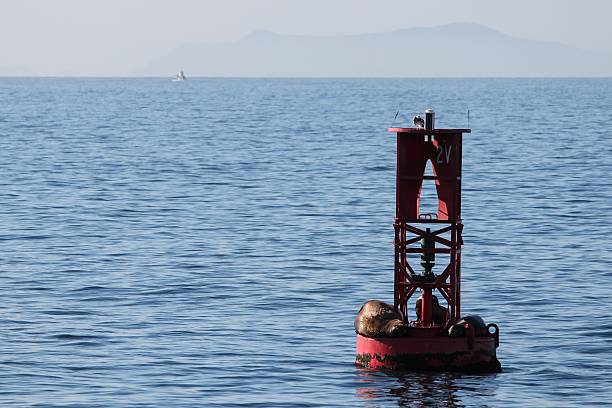 istock Buoy Sea Lions 465129480
