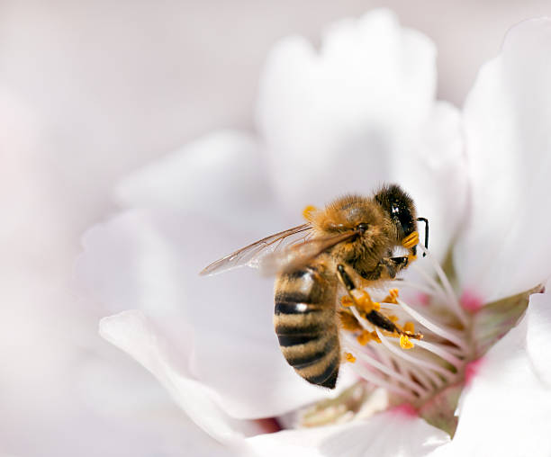 istock Bee on white almond tree flower 465129500