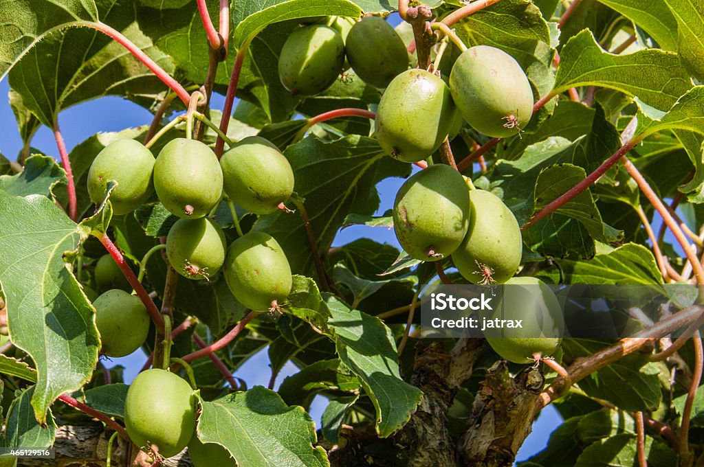 Hardy Kiwi almost ready to pick Hardy Kiwi plant with fruit ready to pick 2015 Stock Photo