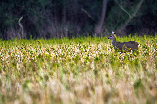Male bushbuck in high grass in the Kruger National Park in South Africa