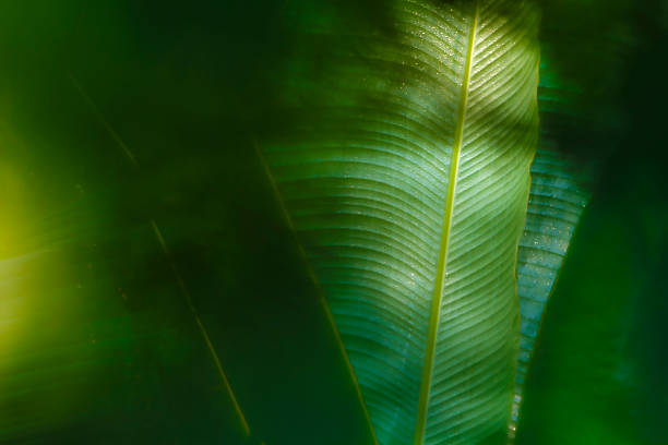 istock A close-up of a green palm leaf 465129879