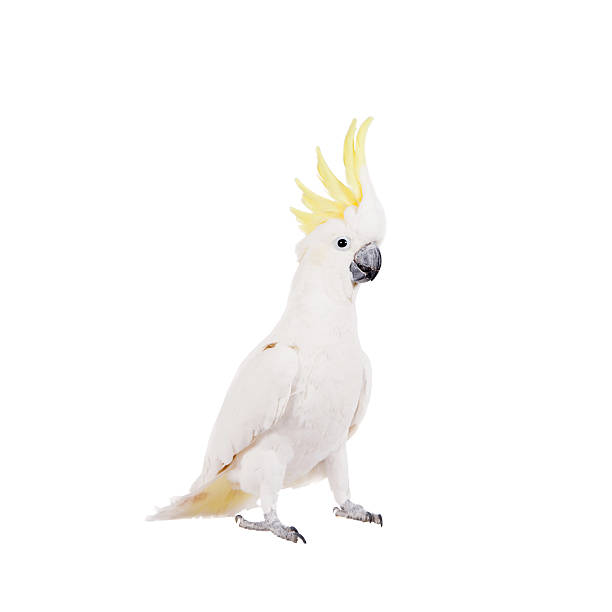 istock Sulphur-crested Cockatoo, isolated on white 465129958