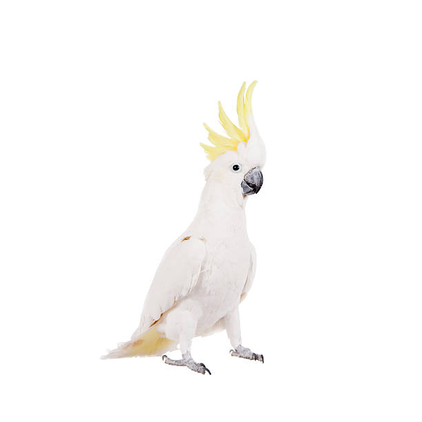 Sulphur-crested Cockatoo, isolated on white Sulphur-crested Cockatoo, Cacatua galerita, isolated over white background sulphur crested cockatoo photos stock pictures, royalty-free photos & images