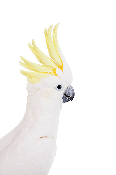 istock Sulphur-crested Cockatoo, isolated on white 465129964