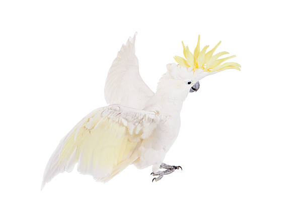 istock Sulphur-crested Cockatoo, isolated on white 465129968
