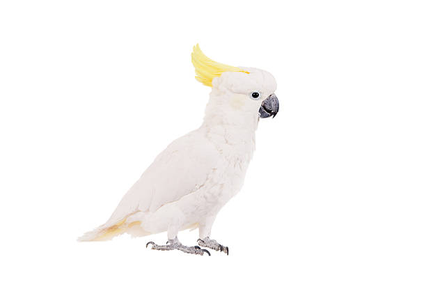 istock Sulphur-crested Cockatoo, isolated on white 465129972