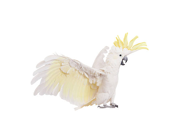 istock Sulphur-crested Cockatoo, isolated on white 465129974