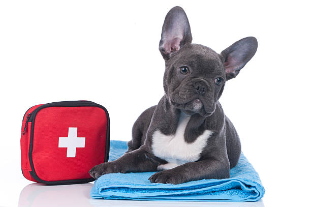 istock French bulldog with first aid kit 465130032