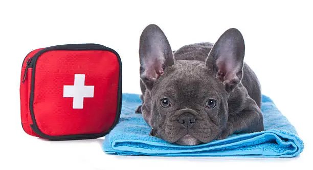 French bulldog with first aid kit isolated