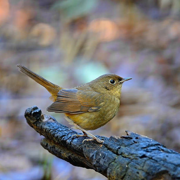 istock female of White-bellied Redstart 465130117