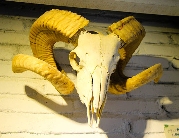 istock Animal skull with big horn isolated 465130179