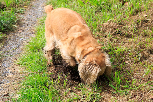 istock Beautiful English Cocker Spaniel digs a hole. 465130349
