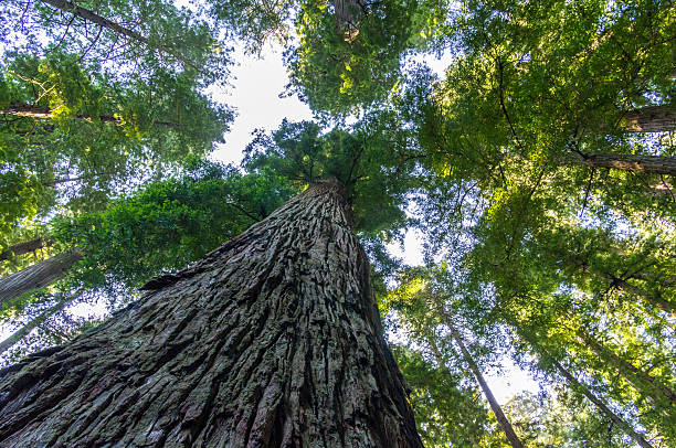 istock Towering California Redwood Trees 465130640