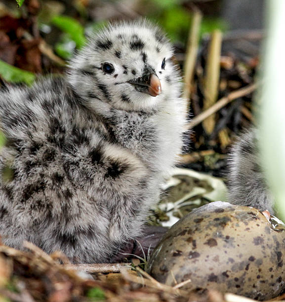 A macro photograph of a newly hatched sea gull is in extreme detail complete with eyeing, catchlight and feather follicles. The black and white spotted chick is still in the nest and below it and in the foreground is a  brown and gray spotted egg. The beak of the fuzzy seagull chick has a black base and a pink tip.  The beak of the actively hatching chick can be seen coming from the cracks in the egg. The background is softly blurred in colors of green and brown.