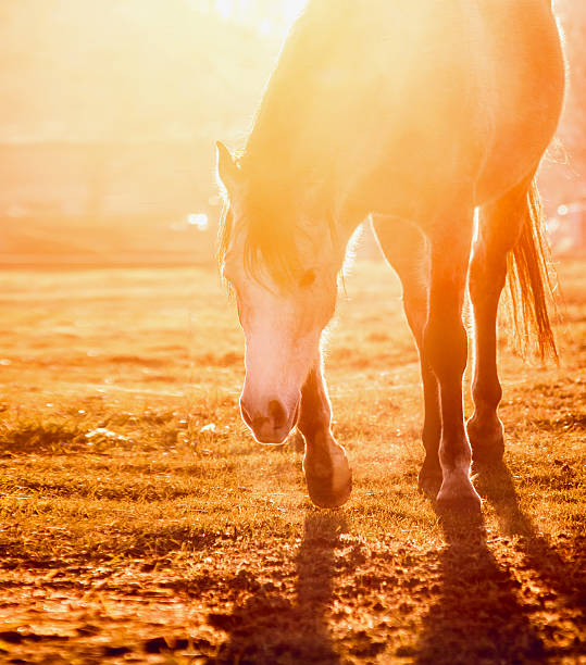istock Horse on field at orange sunset light 465131278