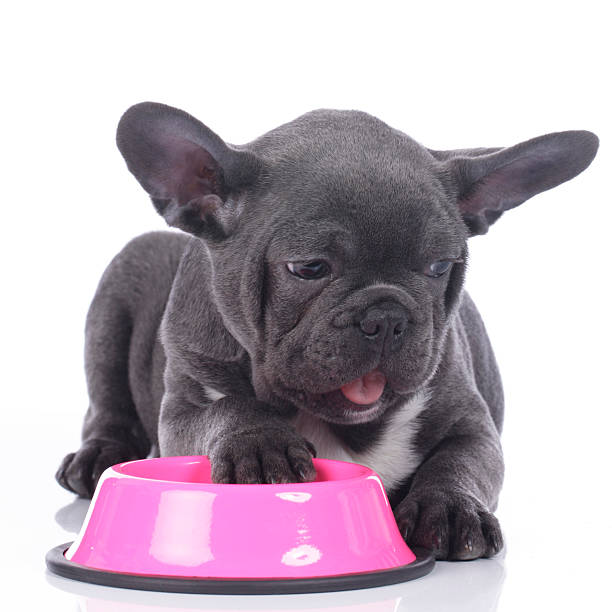 istock French bulldog with food bowl 465131440