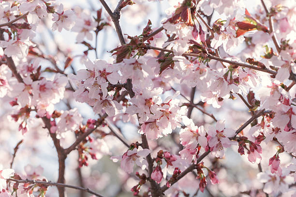 istock sakura in bloom close up photo 465131938