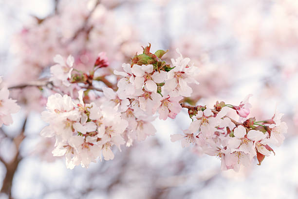 istock sakura in bloom close up photo 465131988