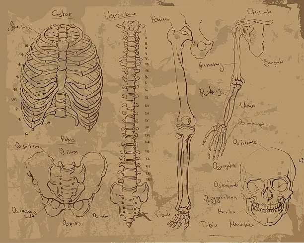 Vector illustration of Detail drawings of human anatomy parts