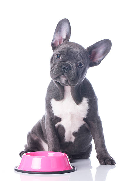 istock French bulldog with food bowl 465133390