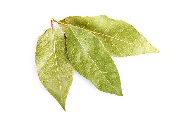 istock Bay laurel leaves isolated on white background 465133418