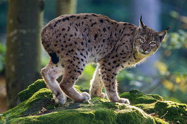 istock Lynx / Felis lynx 465133740