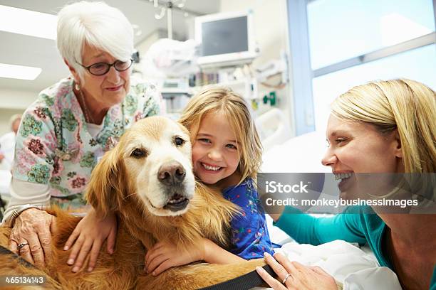 Young Girl Being Visited In Hospital By Therapy Dog Stock Photo - Download Image Now