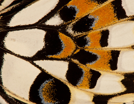 butterfly wing in multicolored spots. background