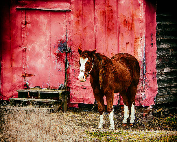 Pastoral scene with horse standing by barn.